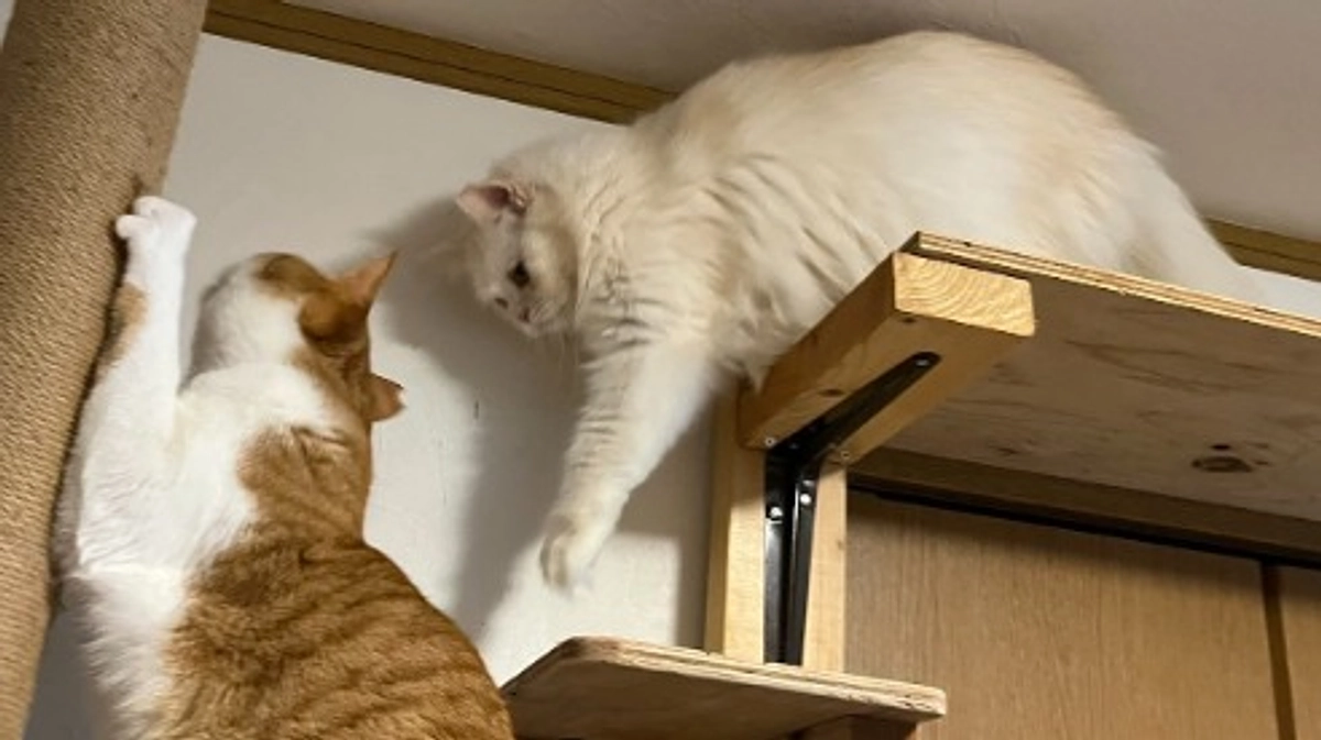 ２０２５年版　会報ができました★