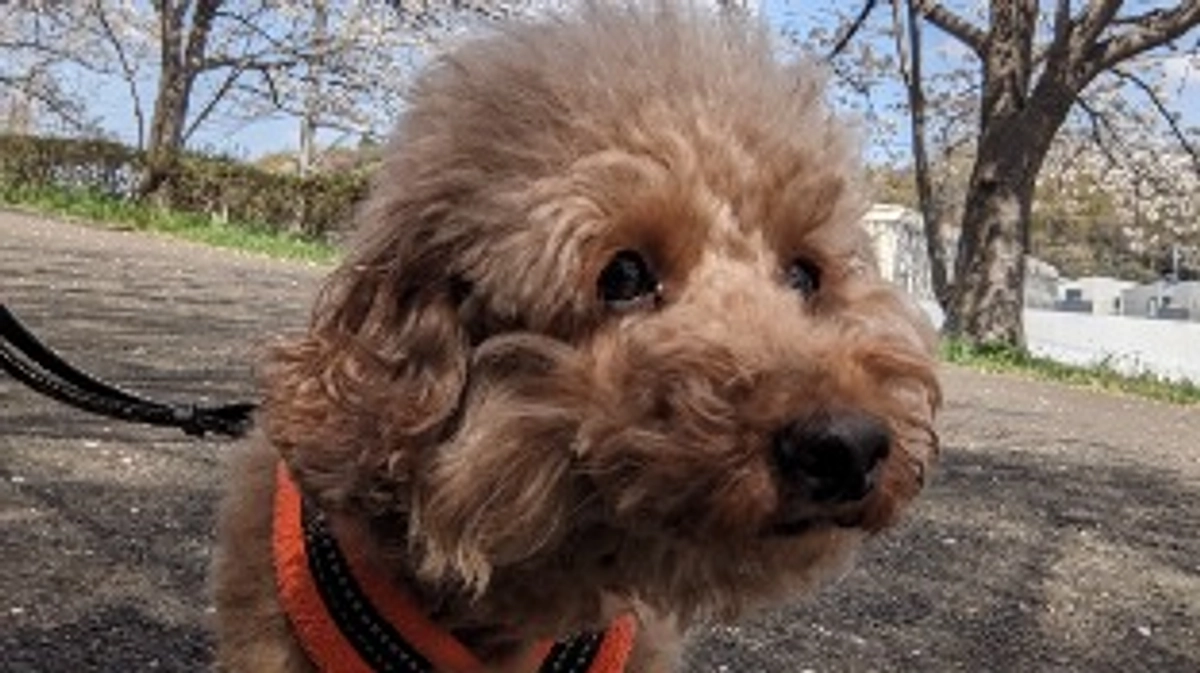 シェルターの近況