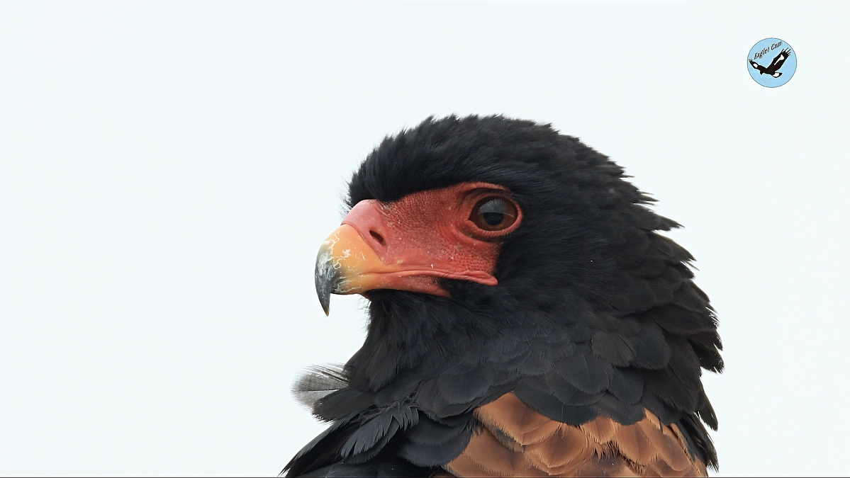 African wildlife April 6-8, 2025