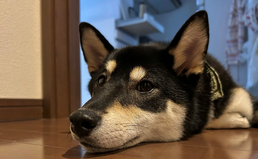 がんばれ小春①