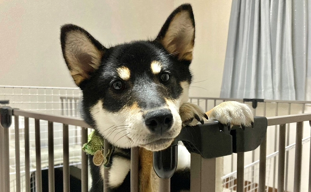 がんばれ小春②