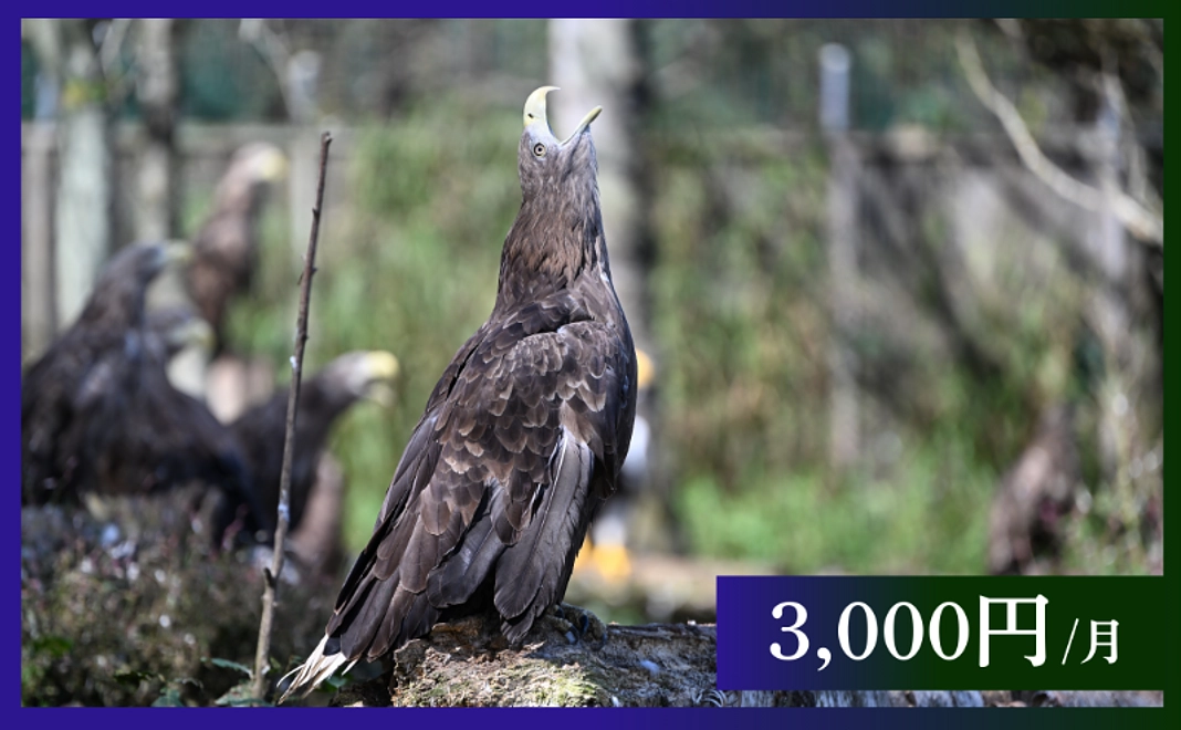 毎月3,000円｜応援コース