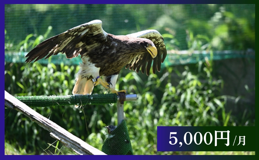 毎月5,000円｜応援コース