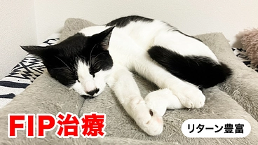 難病(FIP)になった元保護猫に元気になってほしい！ のトップ画像