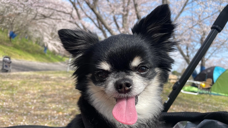 【命の期限迫る】僧帽弁閉鎖不全症の愛犬アポロの命を守りたい!