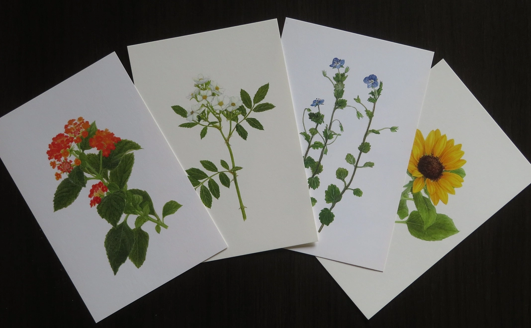 図鑑1冊分の援助です。