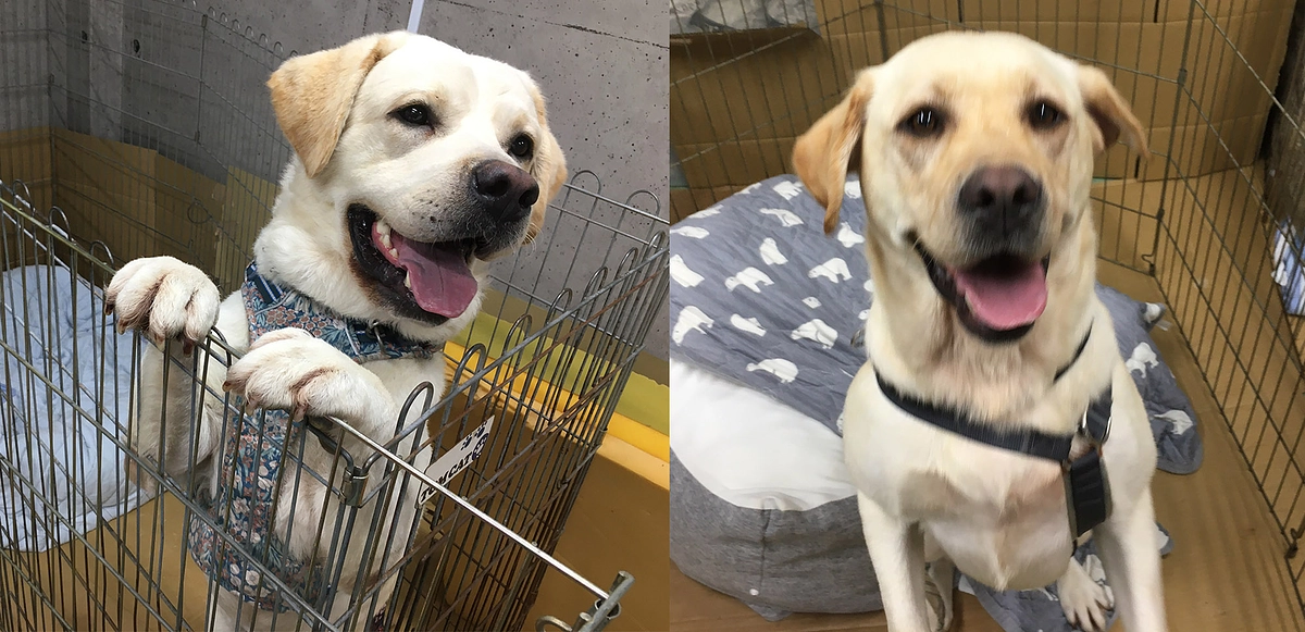 2025年のマザールーフ：４頭のラブラドール里親探しの顛末