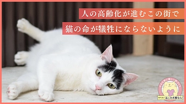 人の深刻な高齢化から犠牲になる猫を救うために。命を守る医療支援を！ のトップ画像