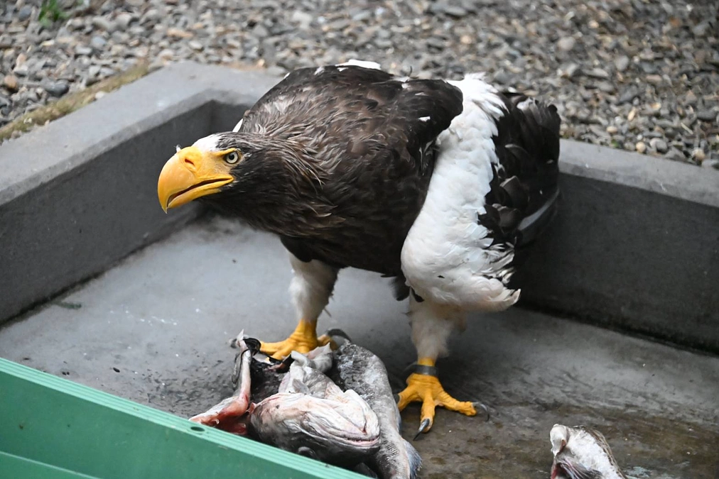オオワシの食事風景（限定写真多数！）