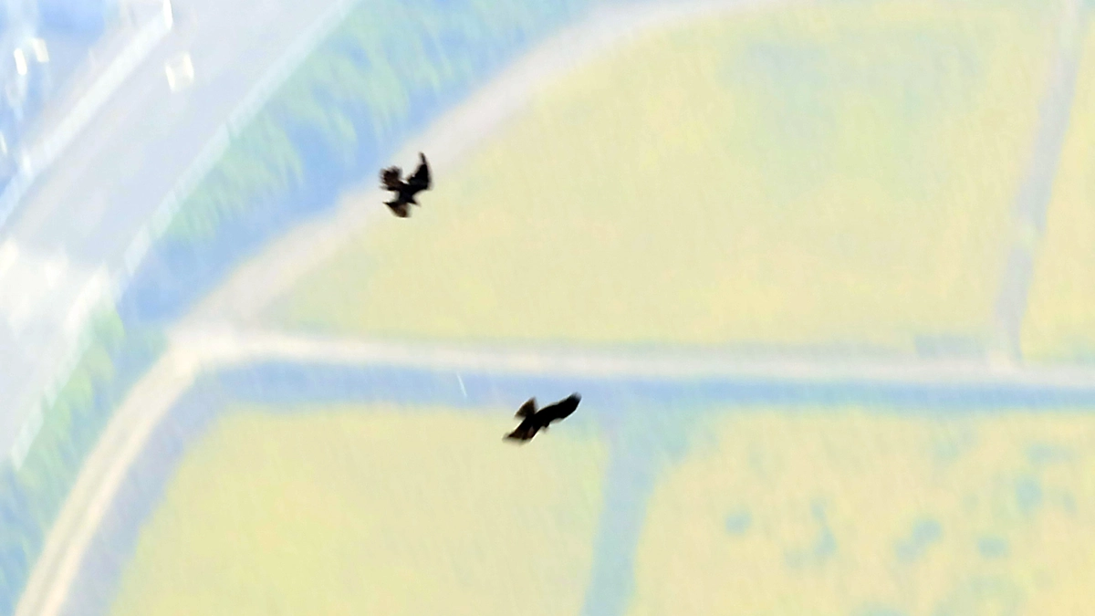 伊吹山のイヌワシと野生動物2025年8月下旬　空中でトビをキャッチ