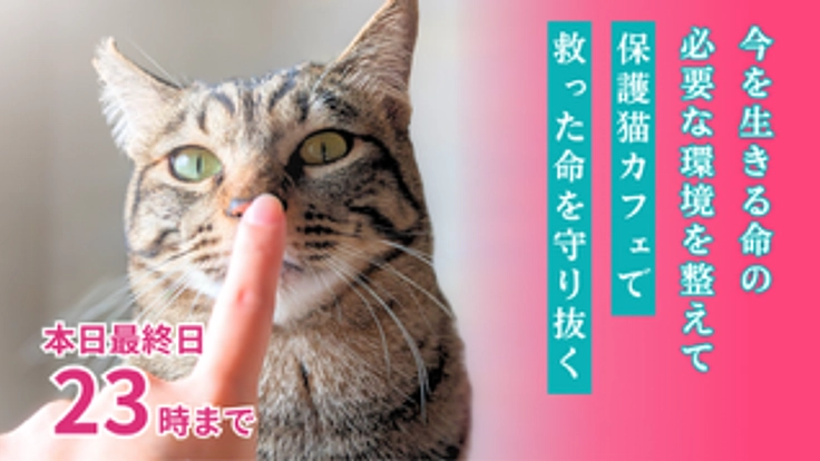 猫たちに最善の治療を届けたい。命を守れる保護猫カフェを目指して