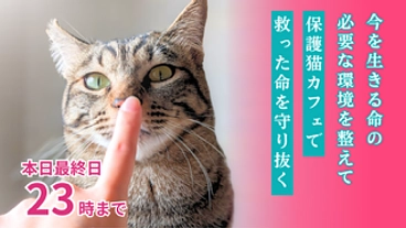 猫たちに最善の治療を届けたい。命を守れる保護猫カフェを目指して のトップ画像
