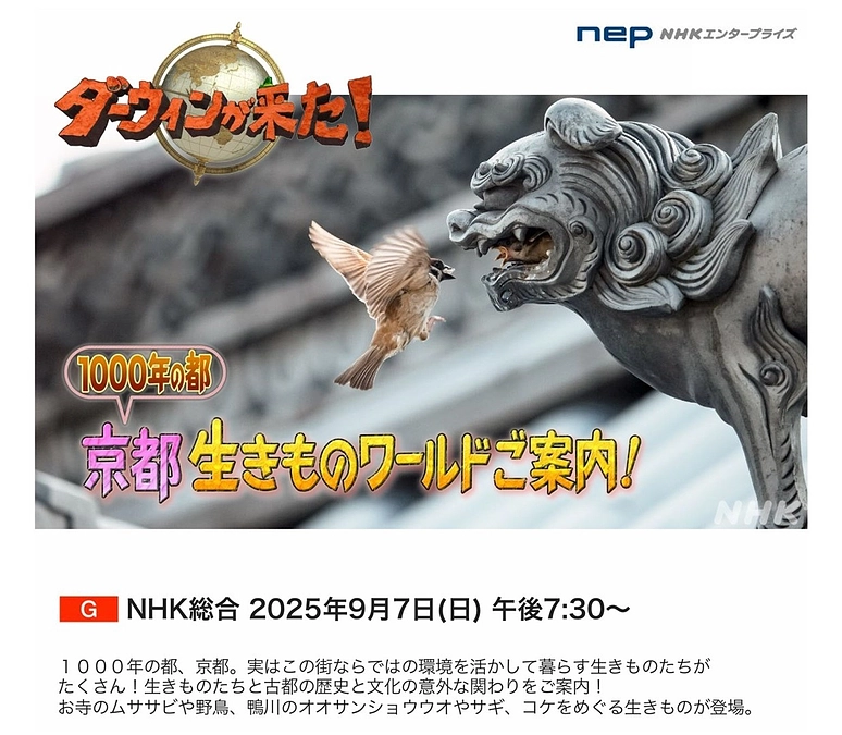 NHK「ダーウィンが来た！」にて本研究室の活動が紹介されます（9/7）