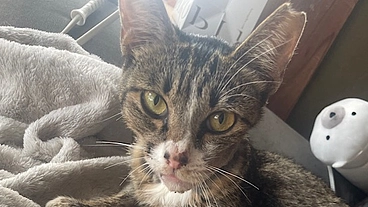 顎を骨折した猫の治療の為にどうか力をお貸し下さい。 のトップ画像