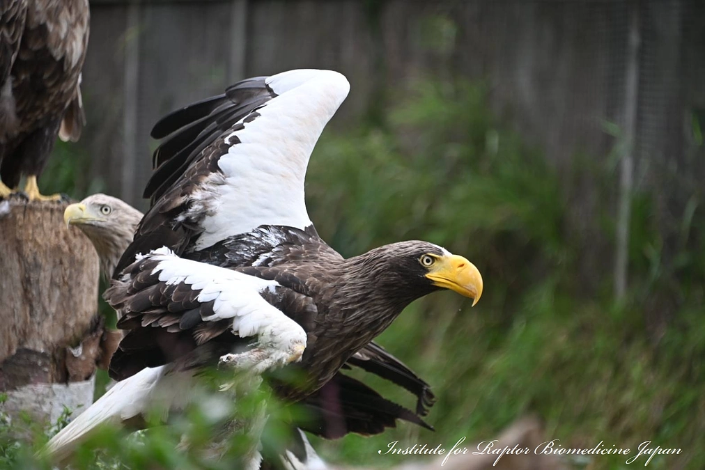 終生飼育しているワシ達が活発になってきた！