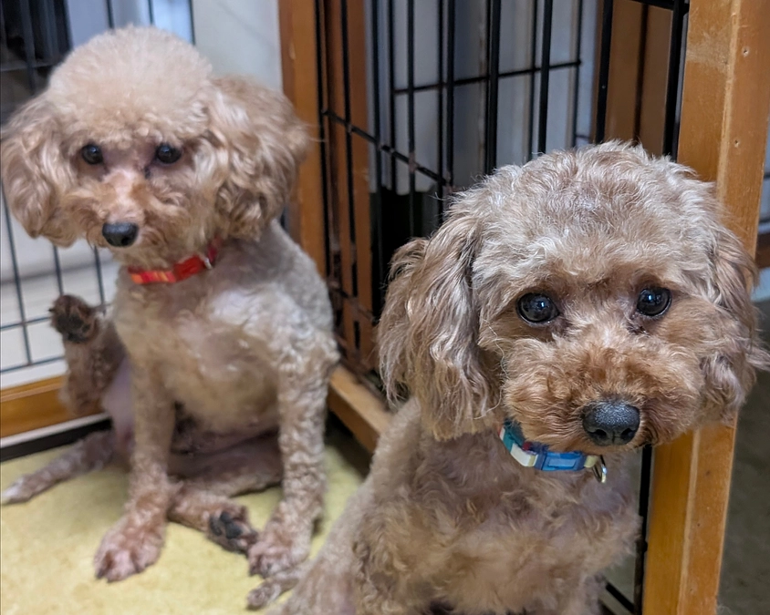 シェルターの活動報告