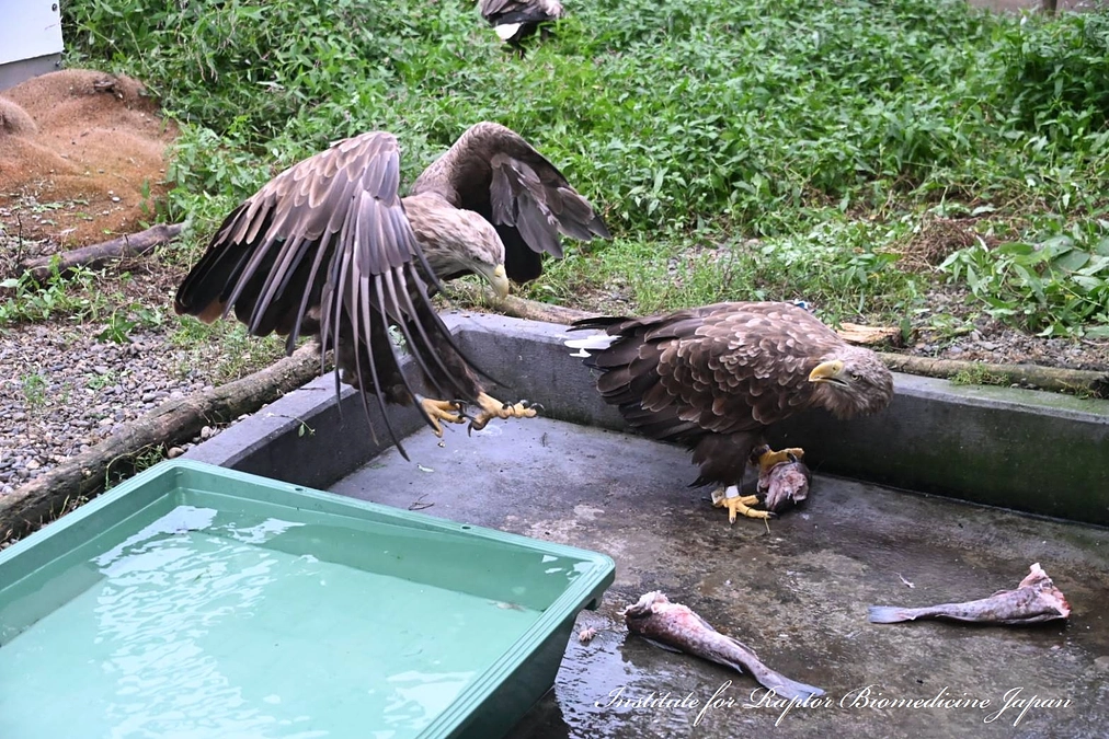今日はオジロワシの食事シーン！（連続写真）