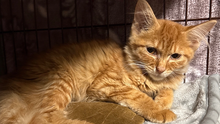 骨盤骨折でおしっこが出ない保護っ子こむぎちゃんの医療費をご支援下さ