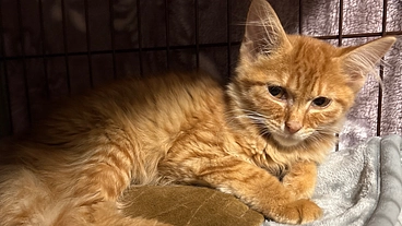 骨盤骨折でおしっこが出ない保護っ子こむぎちゃんの医療費をご支援下さ のトップ画像