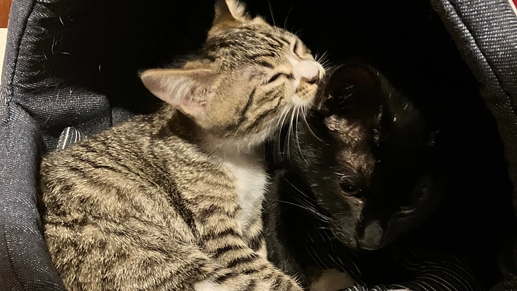 子猫の求出と保護！猫の施設 改装にご支援を