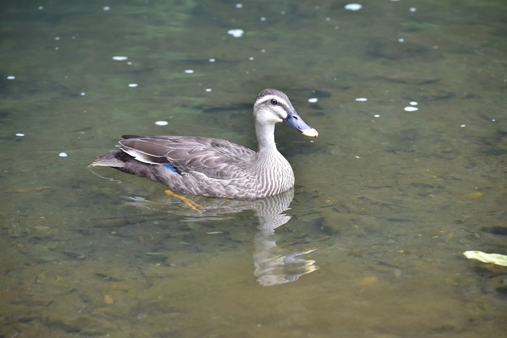 【リリース情報】ネコに襲われたカルガモ 無事にリリース