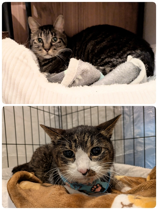 ［くりまんじゅう君］［もなか君］の医療について