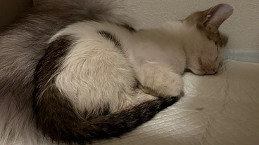 車に轢かれ骨盤骨折をした子猫のご支援にご協力下さい。 のトップ画像