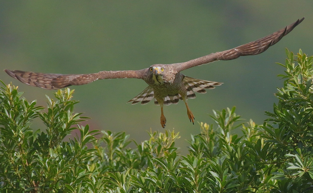 お気持ち応援プランA