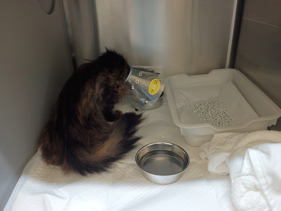 夏は乗り越えましたが…お婆ちゃん猫