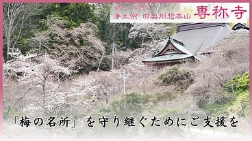 旧奥州惣本山 専称寺｜「梅の名所」を次の20年へ守り継承したい。 のトップ画像