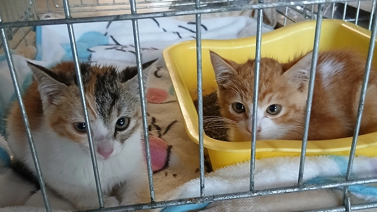 42匹の保護猫達を助けて下さい‼️