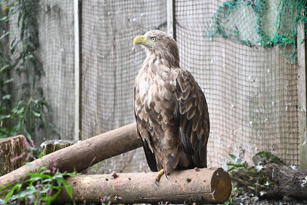 ようやく外の広いケージへ！
