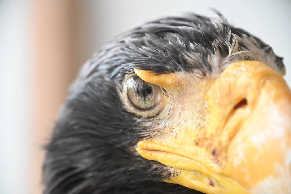 オオワシおばあちゃんの眼と足