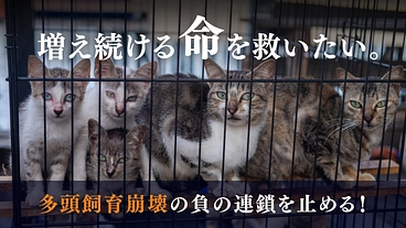 多頭飼育崩壊の連鎖を断ち切る！犬猫のいのちを守るプロジェクト のトップ画像