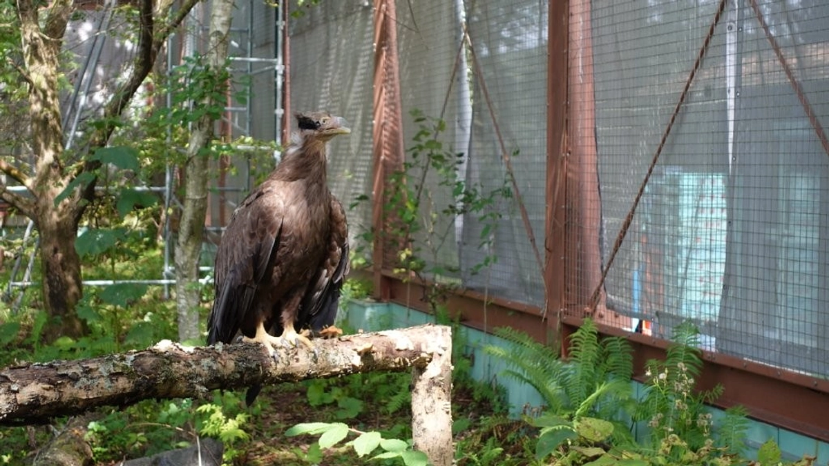 ベックの日光浴。とまり木にフワリ！