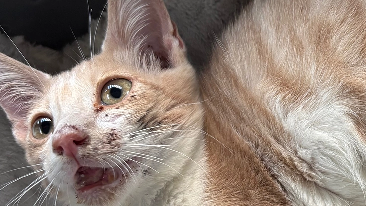 顎を骨折した小さな命とその家族猫たちを救いたい。