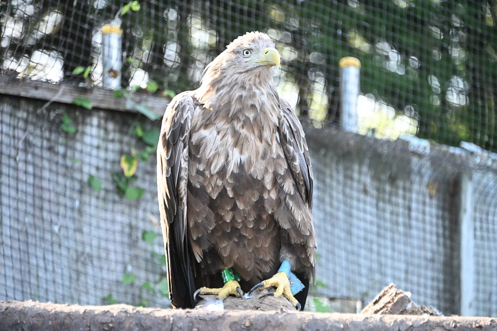 大活躍している終生飼育のオジロワシ