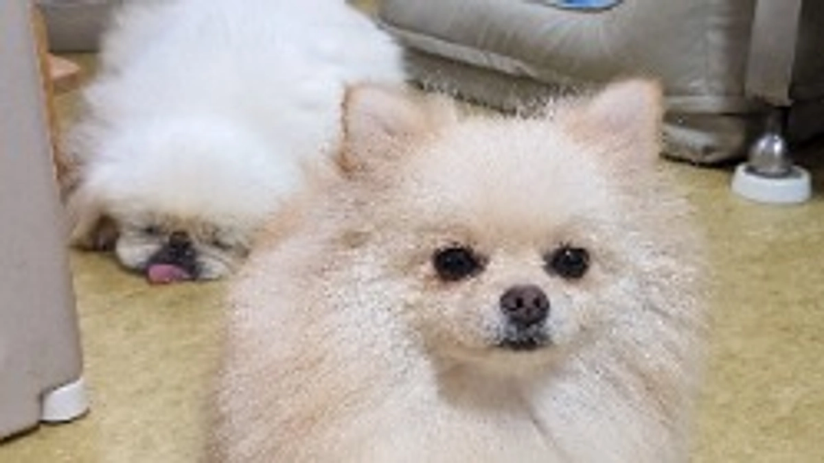 シェルターの近況