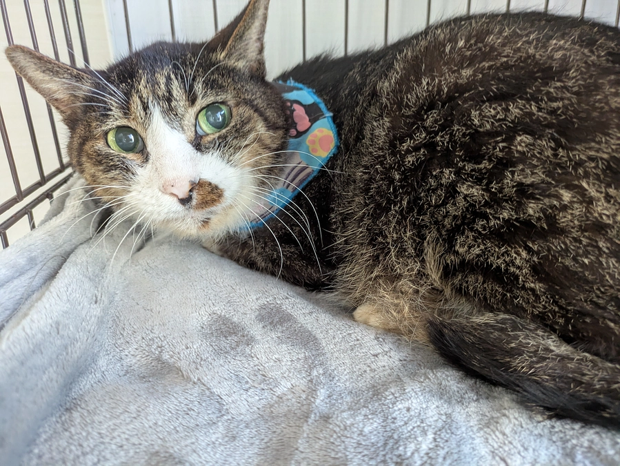 もなか君の点滴