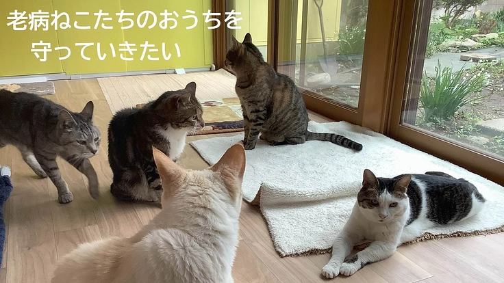 老病ねこたちが最後まで安心して過ごせるおうちを守っていきたい!