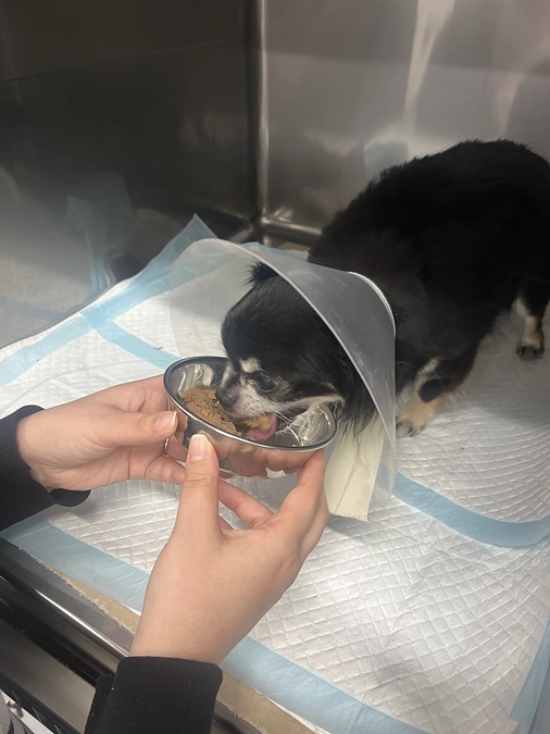 僧帽弁閉鎖不全症の診断をされてから今に至るまでの活動報告