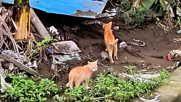 インドネシアバリ島猫たちが安心して暮らせますよう力をお貸し下さい。 のトップ画像