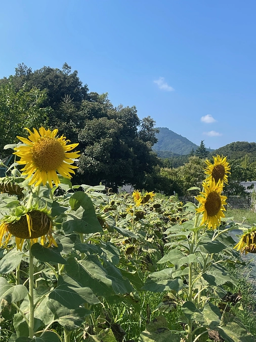 今年もほっとプログラムを届けに行きます