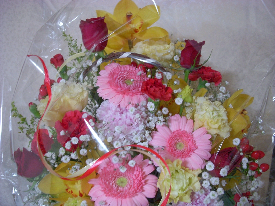 猫の歯について