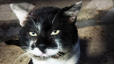 地域の野良猫を守りたい！小さな命にTNRと医療を届けるプロジェクト のトップ画像