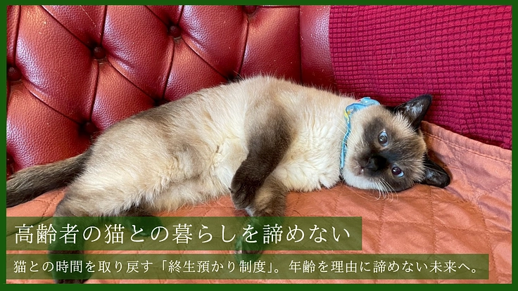 温かなぬくもりをもう一度。 高齢猫も安らげる保護猫カフェの新設へ 4枚目