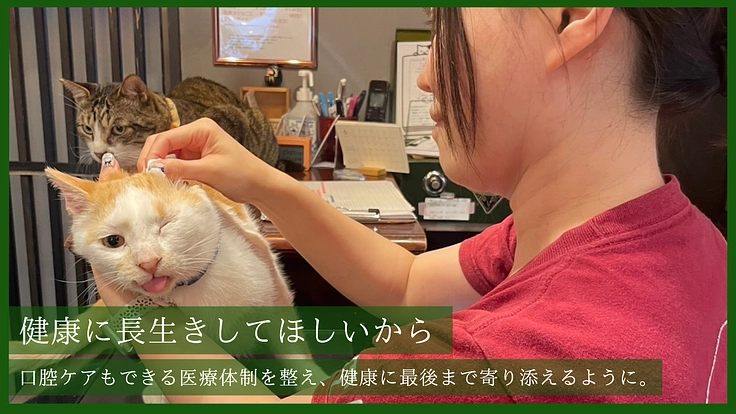 温かなぬくもりをもう一度。 高齢猫も安らげる保護猫カフェの新設へ 5枚目