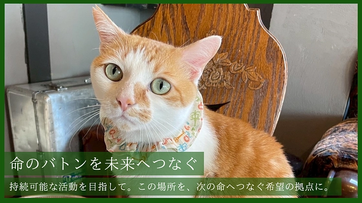 温かなぬくもりをもう一度。 高齢猫も安らげる保護猫カフェの新設へ 6枚目