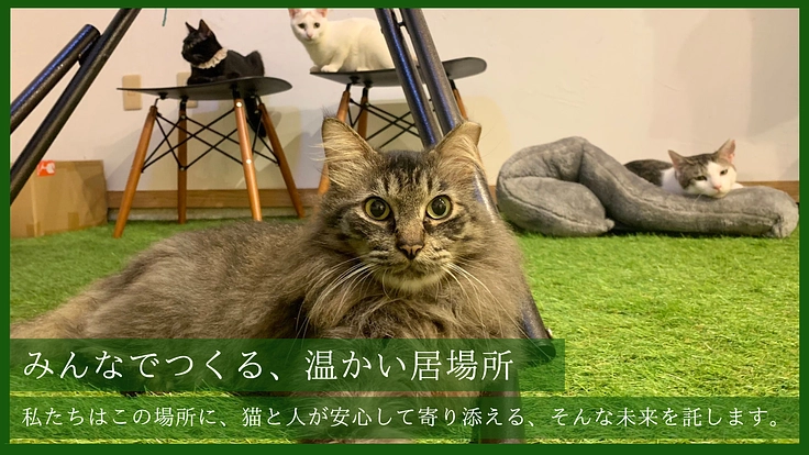 温かなぬくもりをもう一度。 高齢猫も安らげる保護猫カフェの新設へ 7枚目