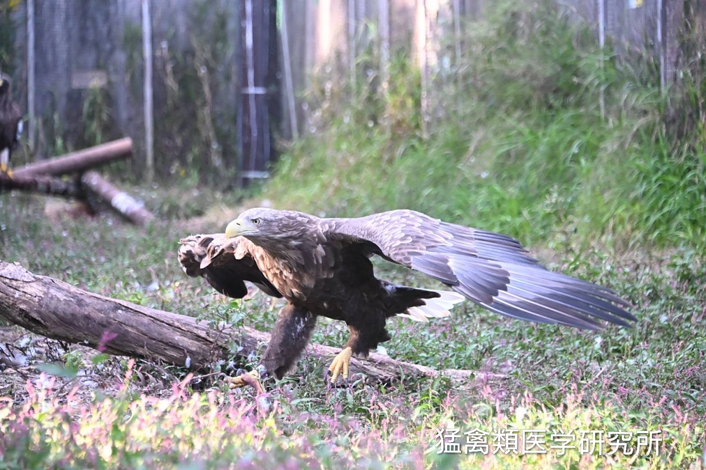 お花畑の中でワーイ